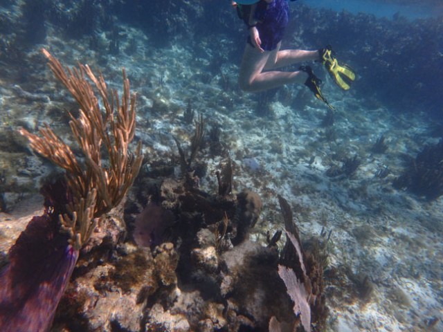 snorkeler