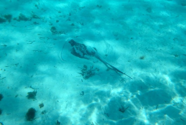 stingray 