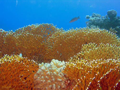 fire coral