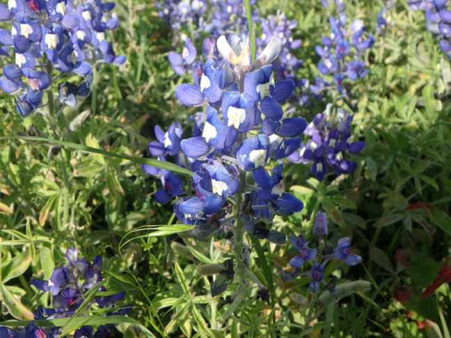 blue bonnets