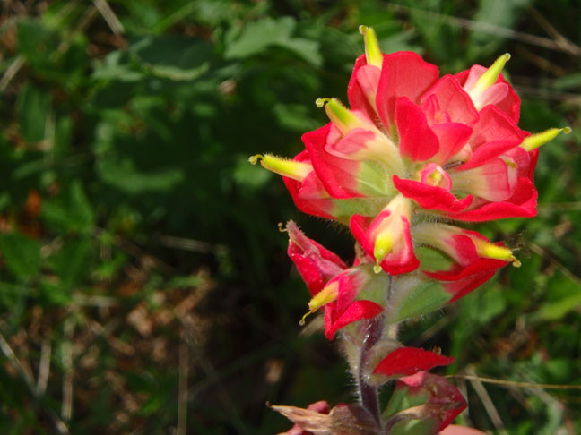 Texas wildflower