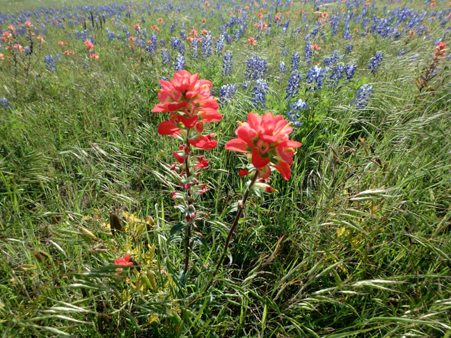 wildflowers