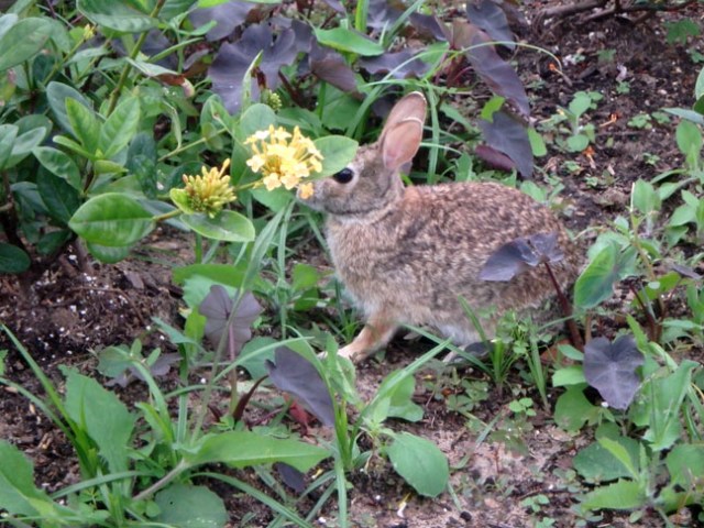rabbit at Texas park