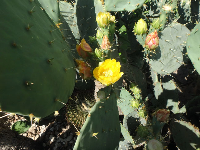 prickly pear in bloom