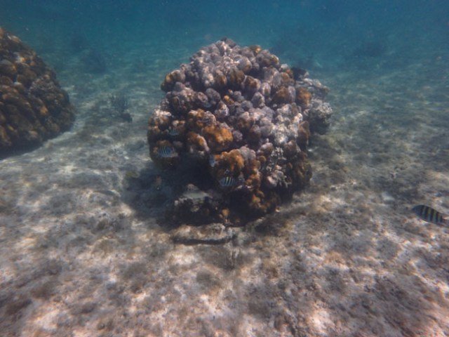 snorkeling at the Aquarium Bar 