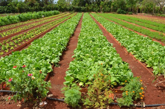 cuban organic garden