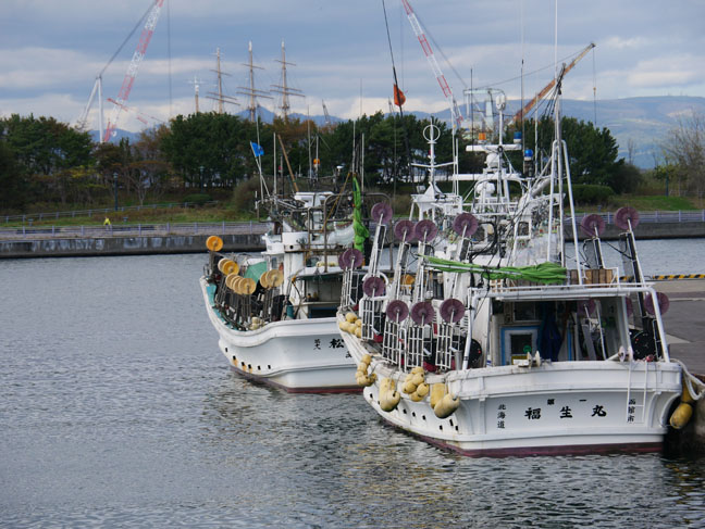 squid fishing boats