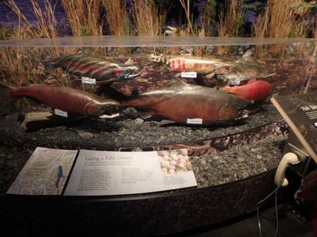 Kodiak wildlife center