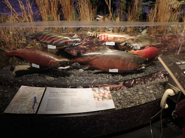 Kodiak wildlife center