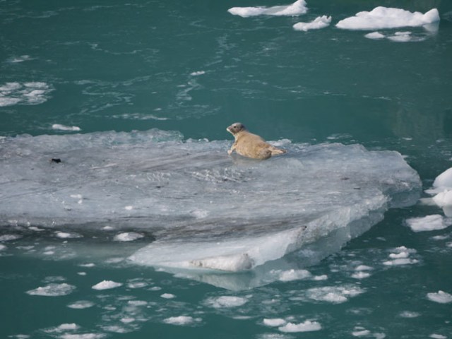 seal in Glacier Bay
