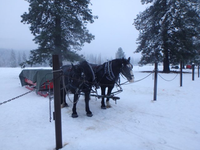 sleigh waiting for riders