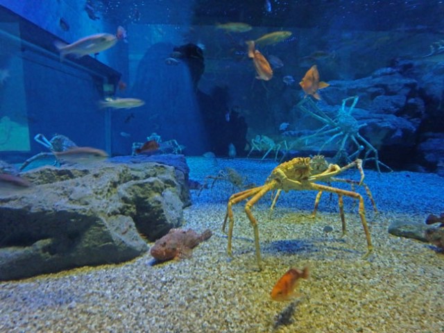 crab in Osaka Aquarium