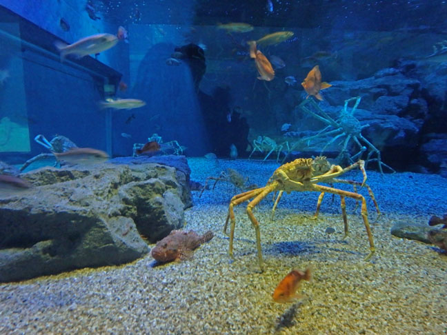 crab in Osaka Aquarium