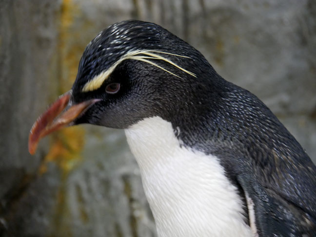 penguin at Osaka Aquarium