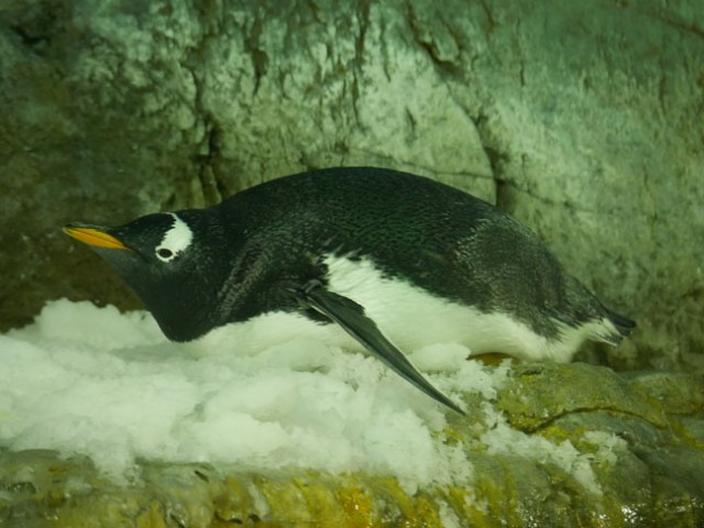 penguin at Osaka Aquarium