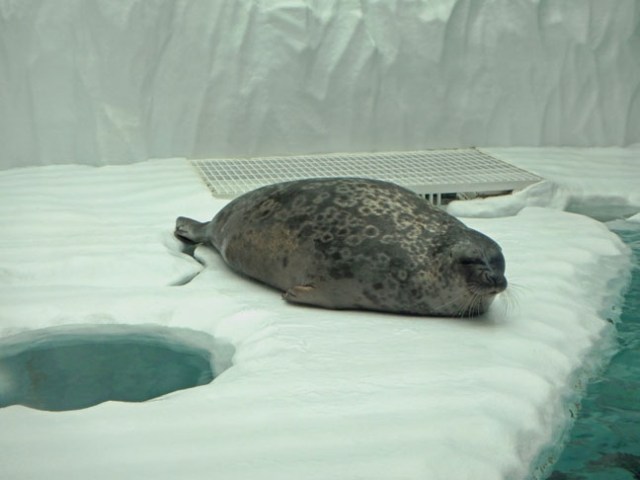 arctic seal at Osaka Aquarium