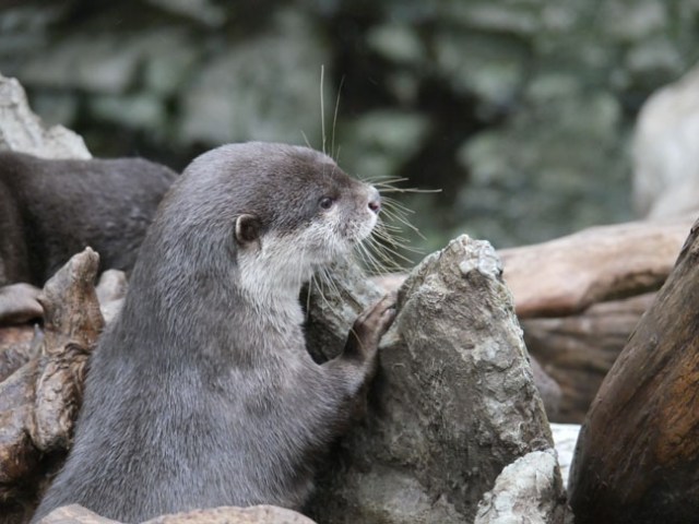 otter at Osaka Aquarium