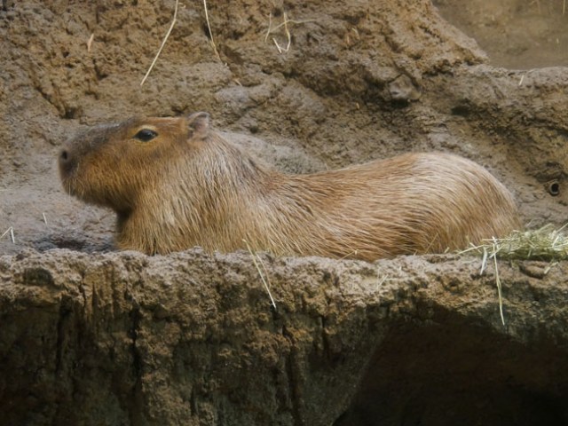 capabara at Osaka Aquarium in Japan
