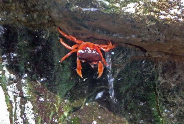 crab in Osaka Aquarium