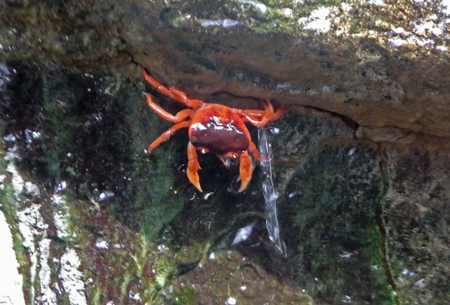 crab in Osaka Aquarium