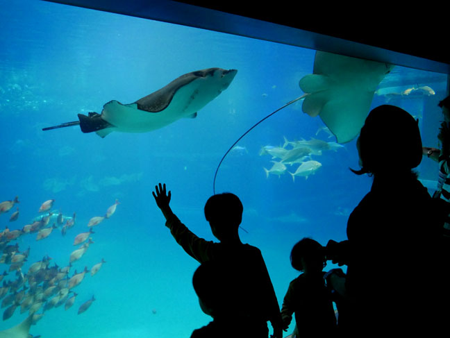 pacific ocean exhibit in Osaka