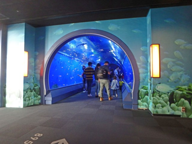 fish tunnel at Osaka aquarium