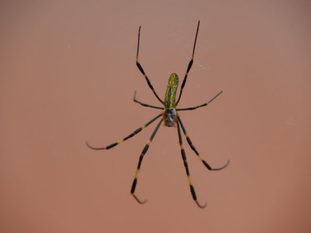 spider in the steam of a hotspring