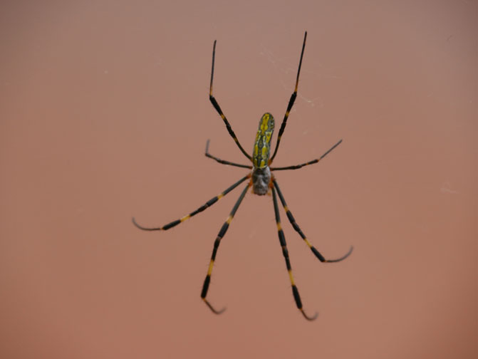 spider in the steam of a hotspring