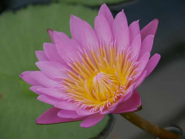 Beppu, Japan 7 hells tour