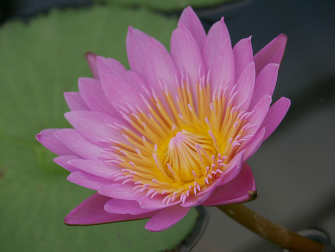 Beppu, Japan 7 hells tour