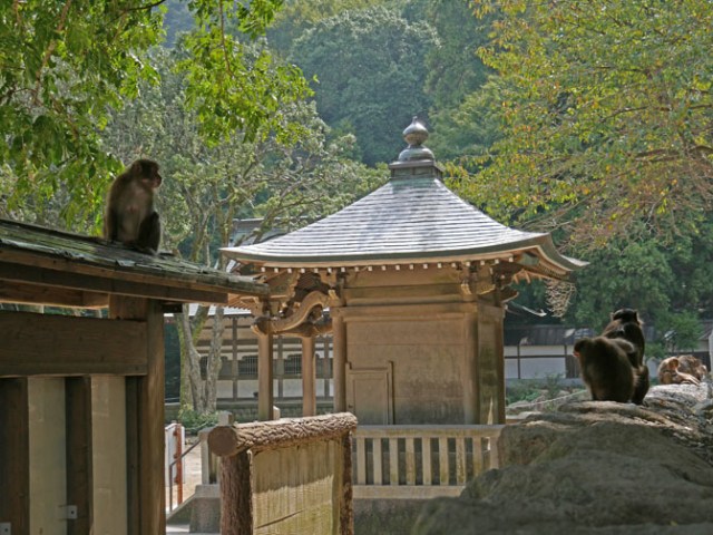 Beppu monkey park