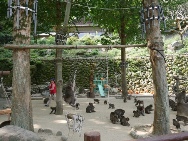 monkey park