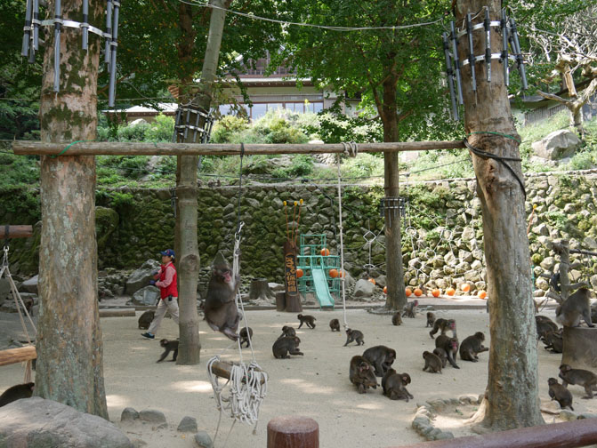 monkey park