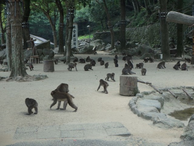 Beppu monkey park