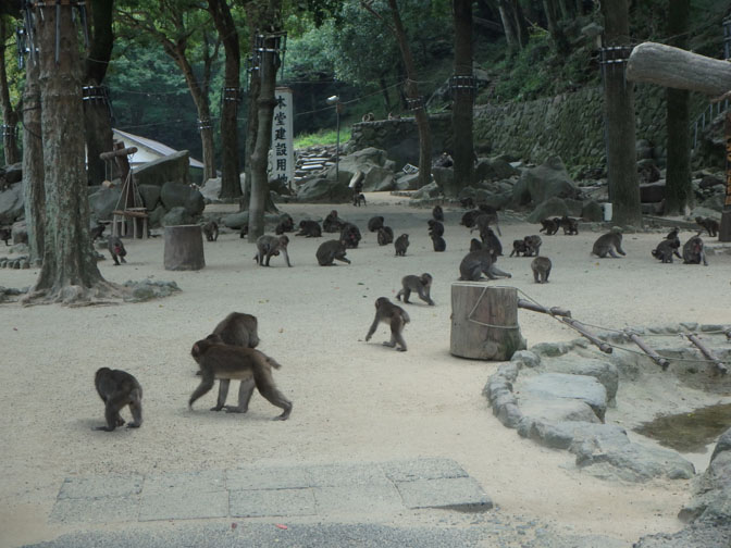 Beppu monkey park