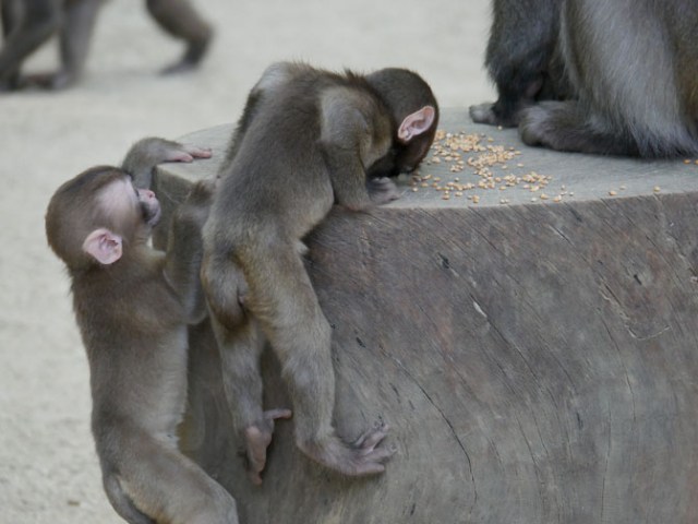 monkey feeding time