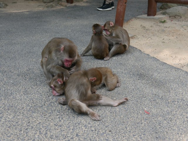 monkey grooming