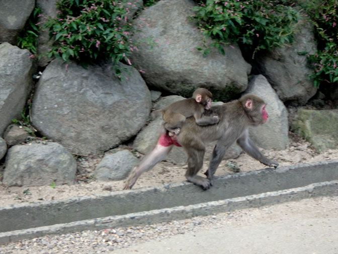 mom and baby monkeys