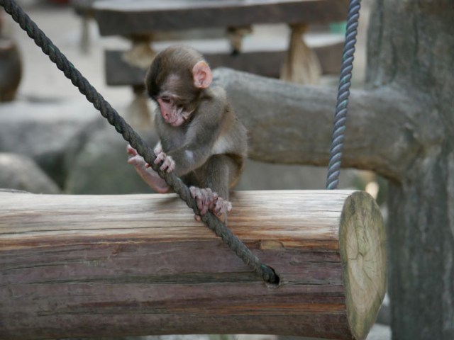baby macaque