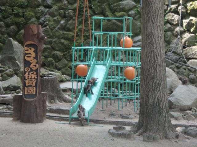 monkey playground