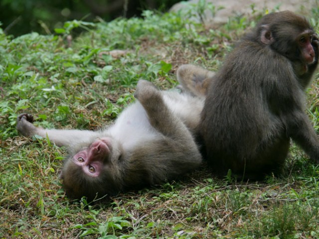 macaque monkeys