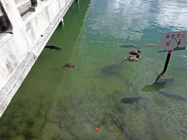 no fishing Ohori Park