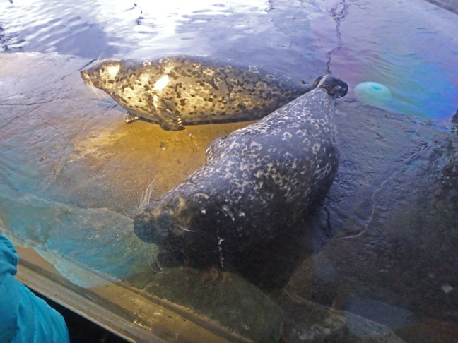 Seattle Aquarium