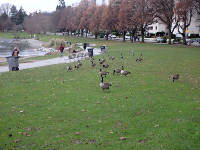 geese in Vancouver