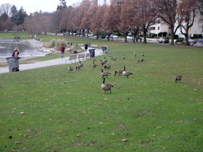 geese in Vancouver