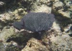 fan coral